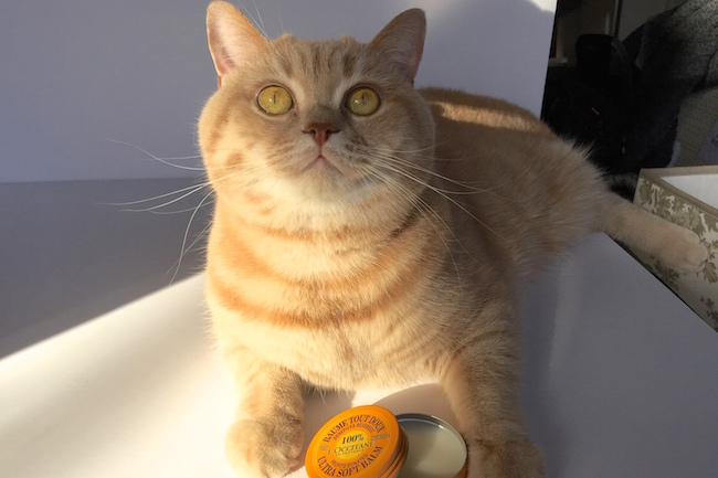 mr bear the cat