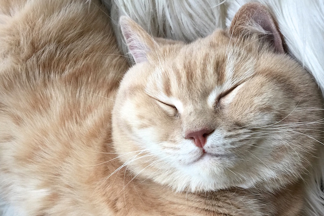 mr bear british shorthair